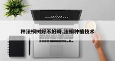 种法桐树好不好呀,法桐种植技术