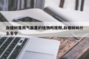 白蜡树是阴气最重的植物吗视频,白蜡树叫什么名字