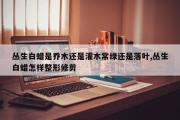 丛生白蜡是乔木还是灌木常绿还是落叶,丛生白蜡怎样整形修剪