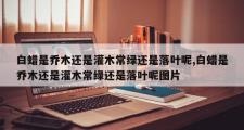 白蜡是乔木还是灌木常绿还是落叶呢,白蜡是乔木还是灌木常绿还是落叶呢图片