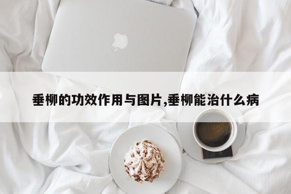 垂柳的功效作用与图片,垂柳能治什么病
