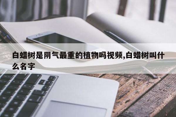 白蜡树是阴气最重的植物吗视频,白蜡树叫什么名字