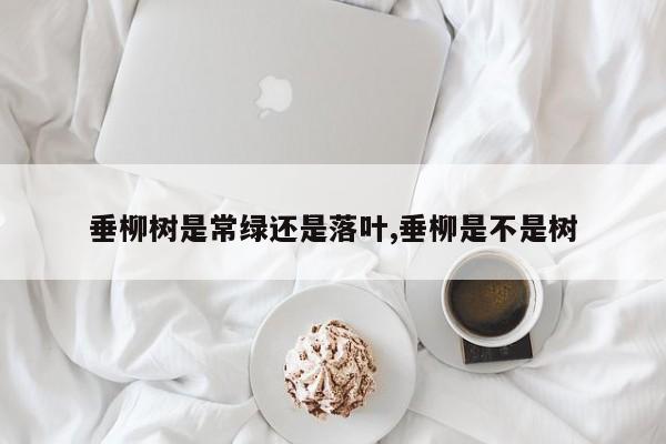 垂柳树是常绿还是落叶,垂柳是不是树
